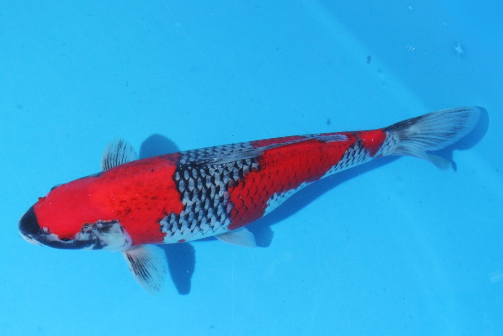 346035 44cm 川上产 二才 雌性 C2000 C1-2.JPG