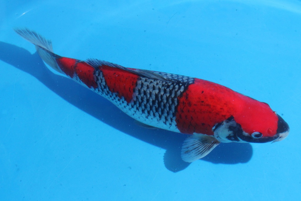 346035 44cm 川上产 二才 雌性 C2000 C1-1.JPG