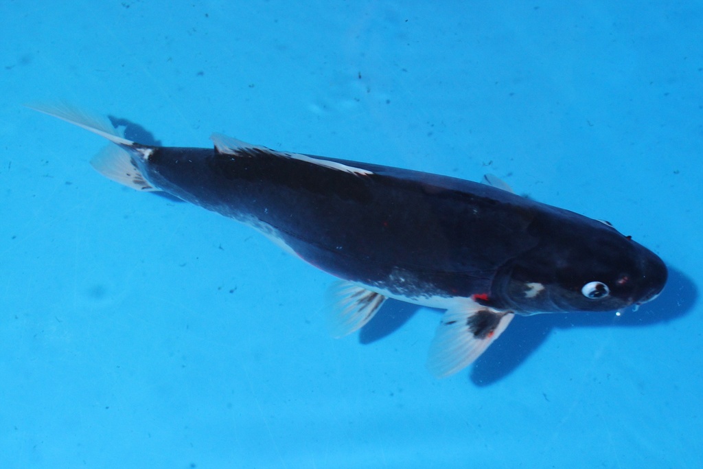 346036 42cm 山重产 三才 雌性 C1500 C1-2.JPG