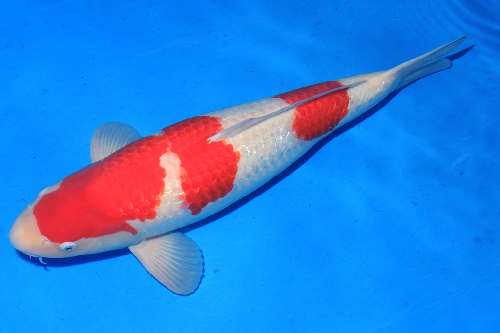 346037 69cm 尾形产  四才 雌性 C5000 H8-2.JPG