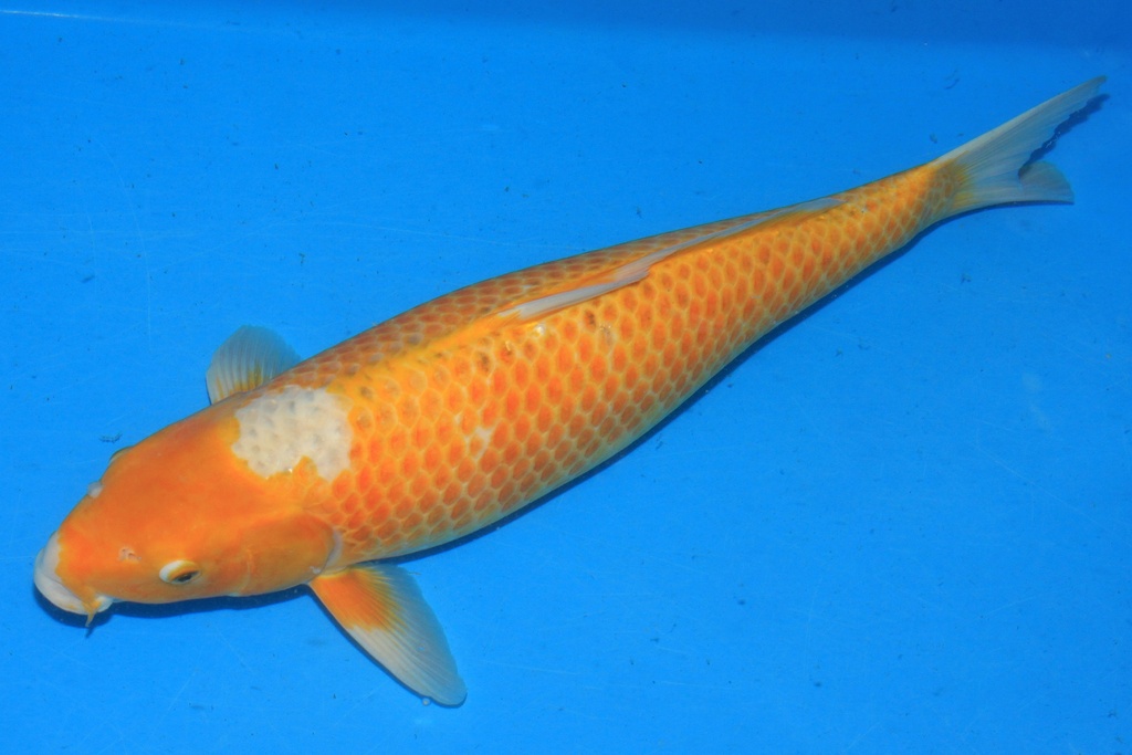 346039 60cm 谷口产 二才 雌性 C600 C3-2.JPG