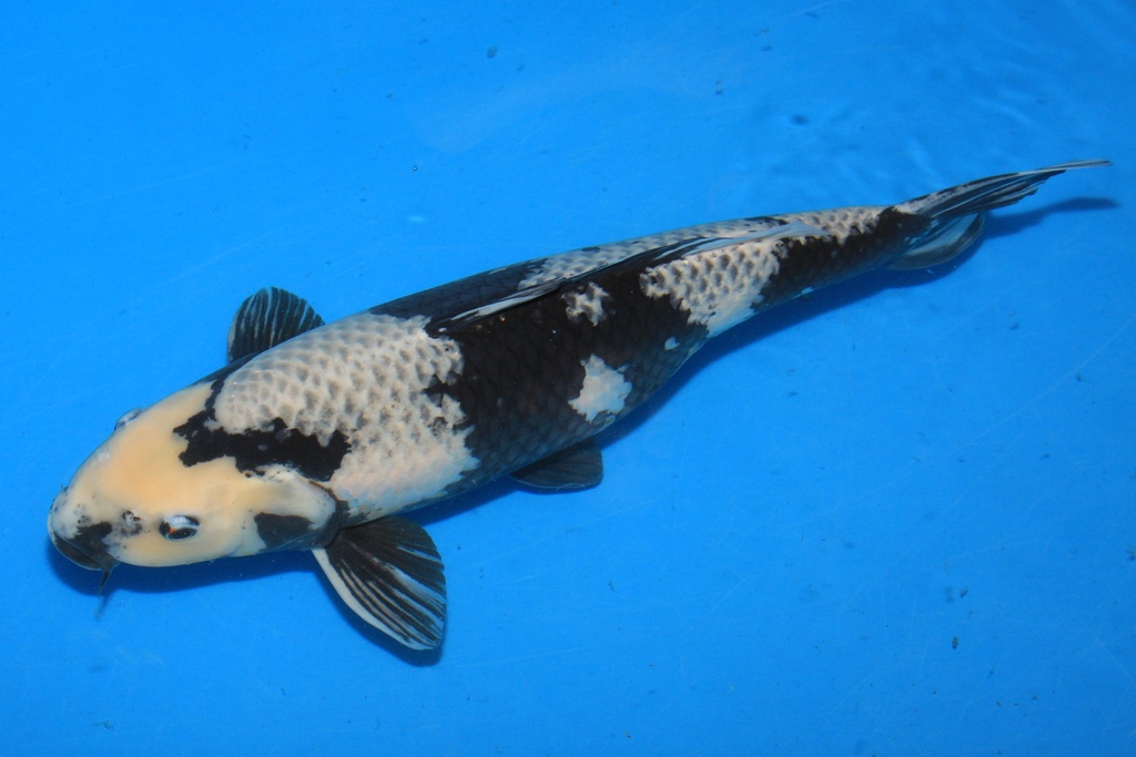 346040 58cm 大塚产 三才 雌性 C1500 A10 有疤，抱卵，轻微不顺-1.JPG