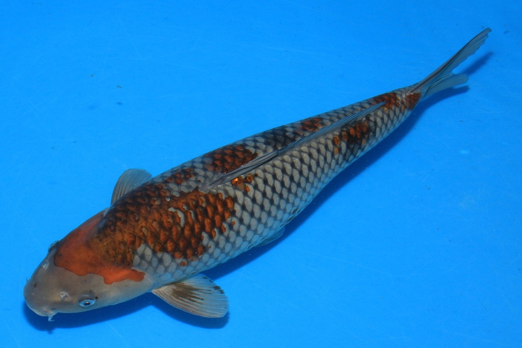 346043 52cm 清十郎产 二才 雌性 C1900 A10-2.JPG