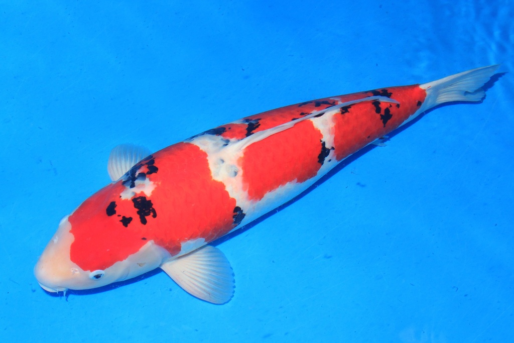 346048 74cm 桃太郎产 四才 雌性 C6200 H8种鱼推介 反鳃歪头-2.JPG