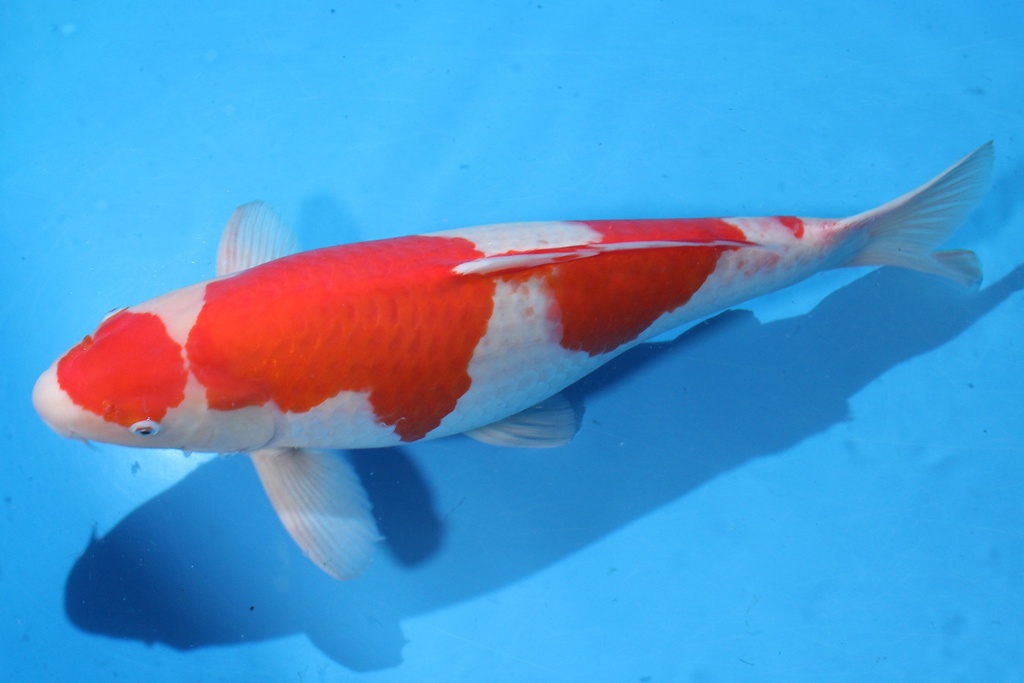 346050 63cm 桃太郎产 三才 雌性 C3500 种鱼推介 H2-2.JPG