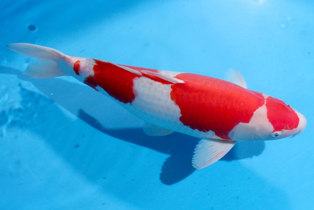 346050 63cm 桃太郎产 三才 雌性 C3500 种鱼推介 H2-1.JPG