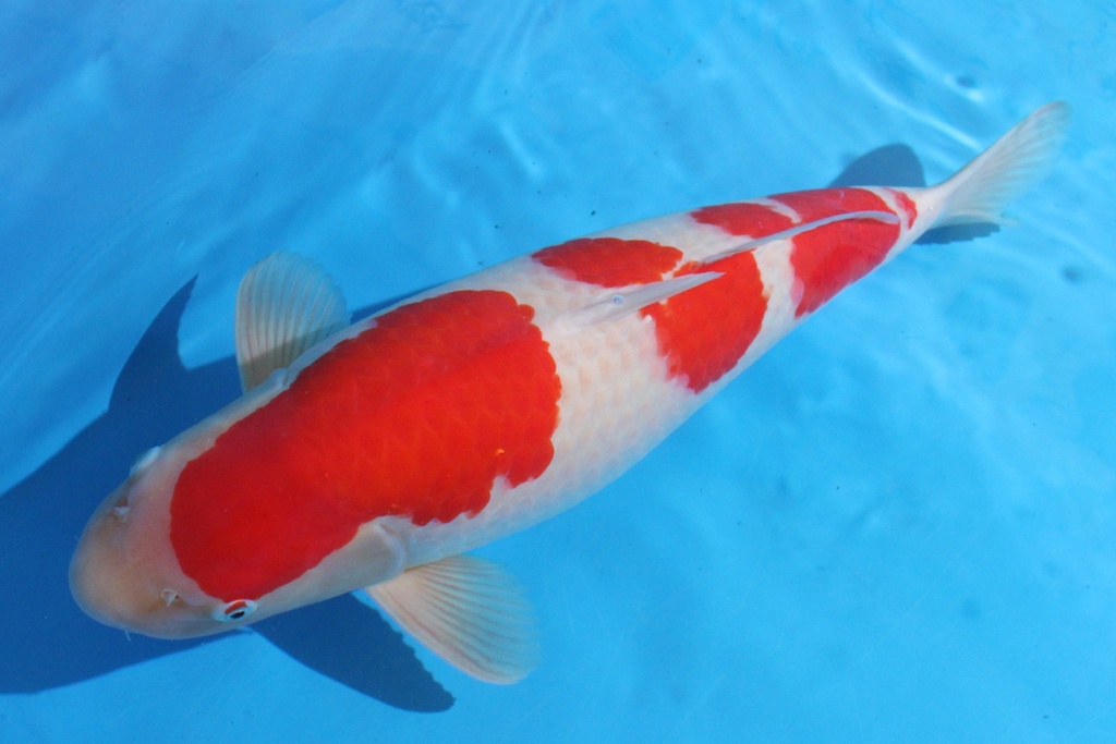 346051 62cm 桃太郎产 三才 雌性 C3700 G5 种鱼推介 背鳍缺失-2.JPG