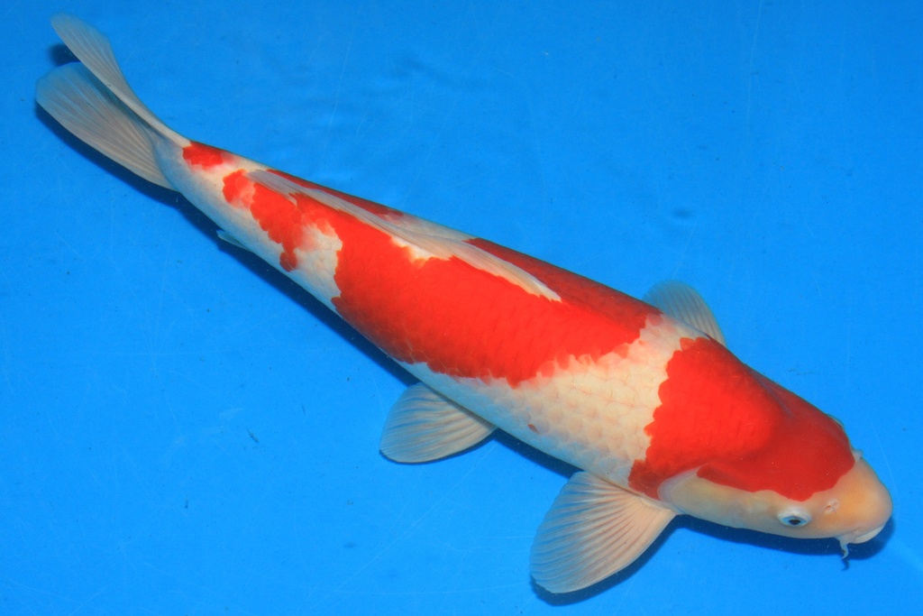 346052 50cm 阪井产 三才 雄性 C500 种鱼推介 A9 简单爱3-2.JPG