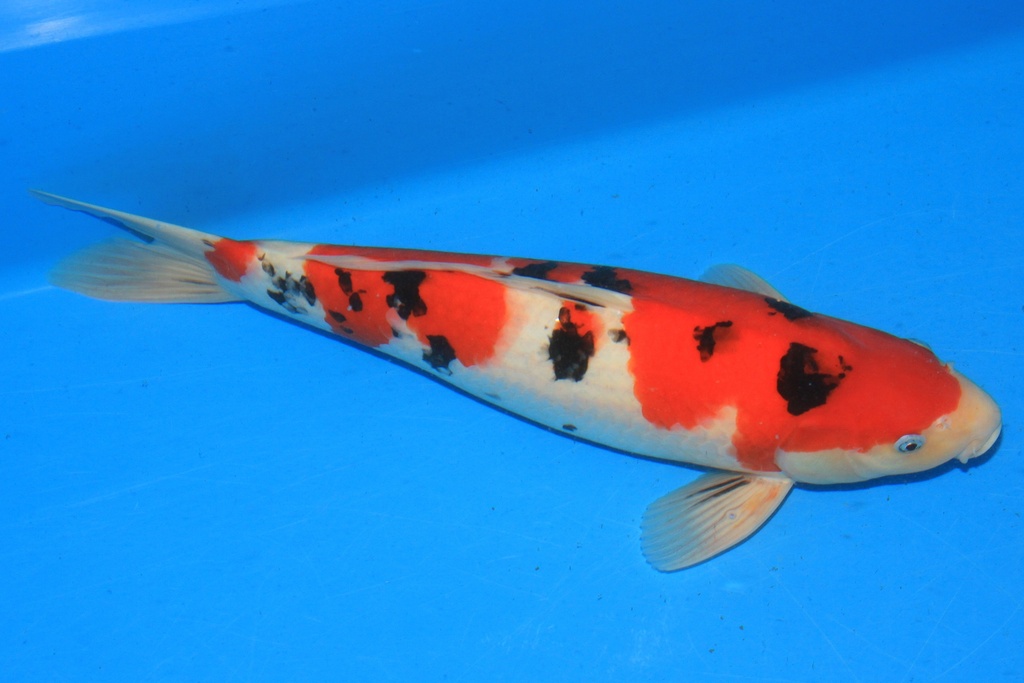 346053 48cm 阪井产 三才 雄性 C500 种鱼推介 A9 兰花2-2.JPG