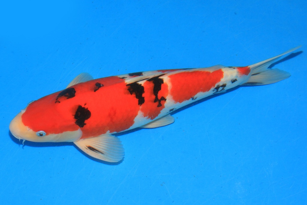 346053 48cm 阪井产 三才 雄性 C500 种鱼推介 A9 兰花2-1.JPG