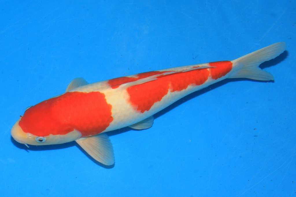 346055 47cm 阪井产 三才 雄性 C500 种鱼推介 A9 广岛小姐-2.JPG