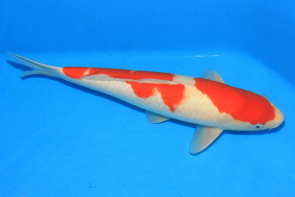 346055 47cm 阪井产 三才 雄性 C500 种鱼推介 A9 广岛小姐-1.JPG