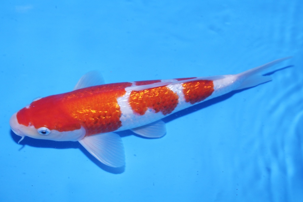 346059 33cm 大石产 二才 公鱼 C1000 P12-1.JPG