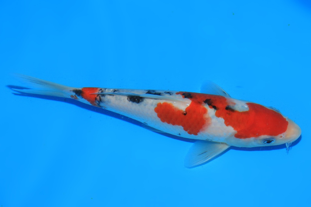 346060 20cm 阪井产 当才 公母不详 C220 P9IMG_2150-2.JPG