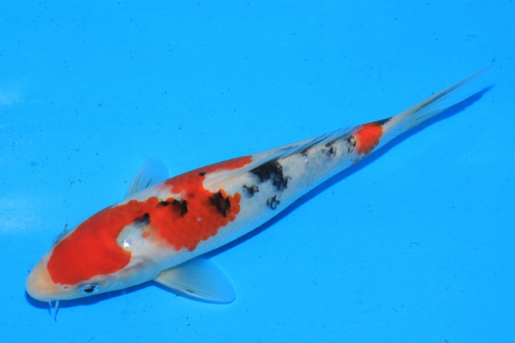 346060 20cm 阪井产 当才 公母不详 C220 P9IMG_2150-1.JPG