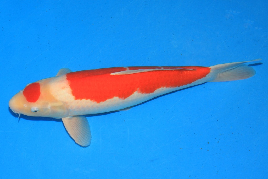 346062 52cm 阪井产 三才 雄性 C500 A9 摩洛哥小姐-1.JPG