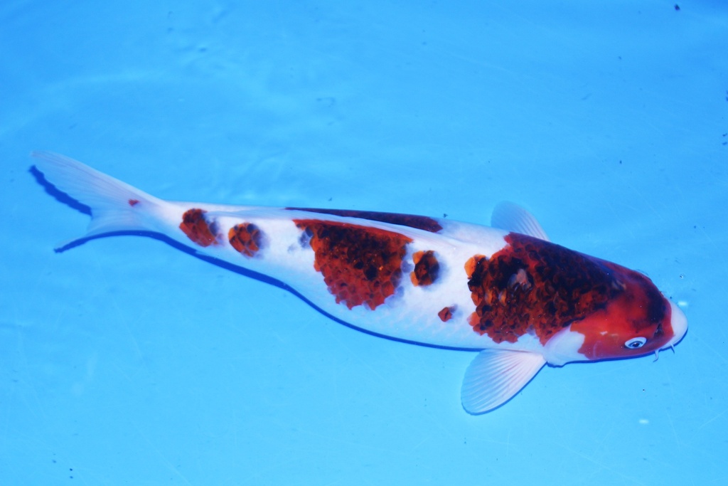 346064 46cm 尾形产 二才 母鱼 C800 P12-1.JPG