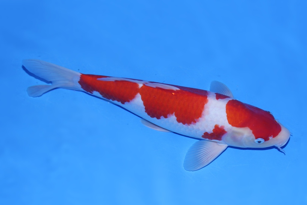 346065 43cm 尾形产二才 公鱼 C1400 P12-1.JPG