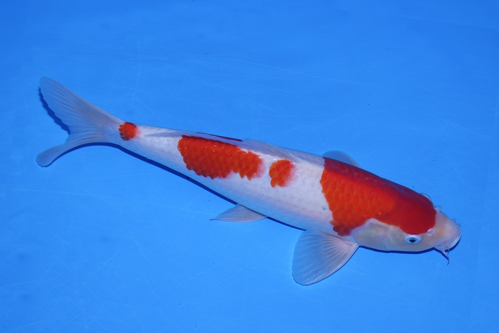 346066 42cm 尾形产二才  公鱼 C1000 P12-2.JPG