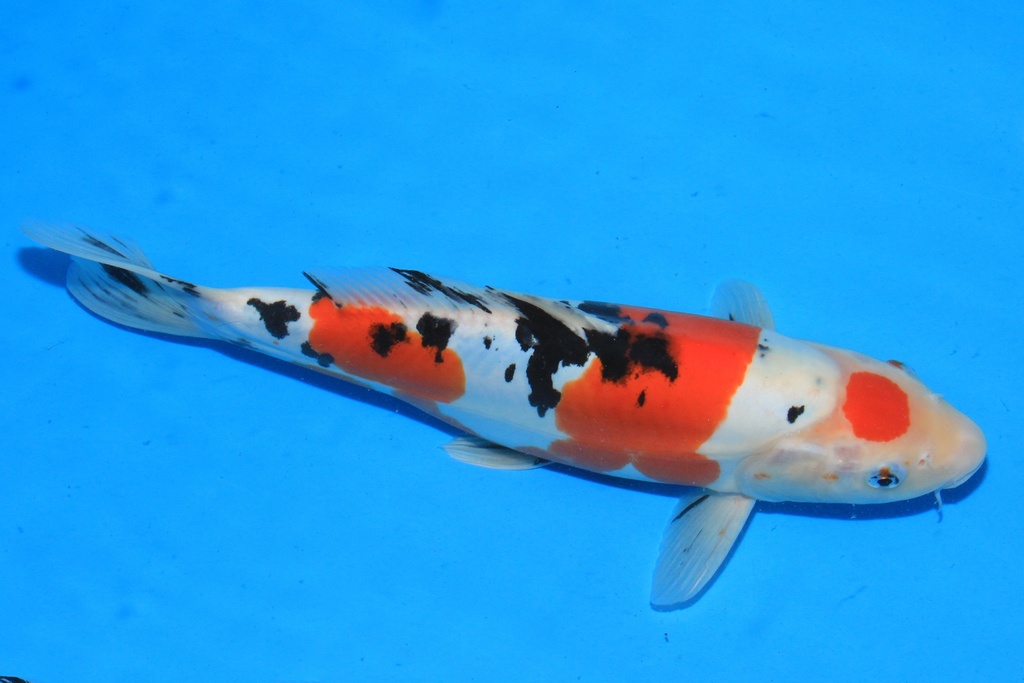 346069 36cm 阪诘产 二才 雌性 C1200 S9下-2.JPG