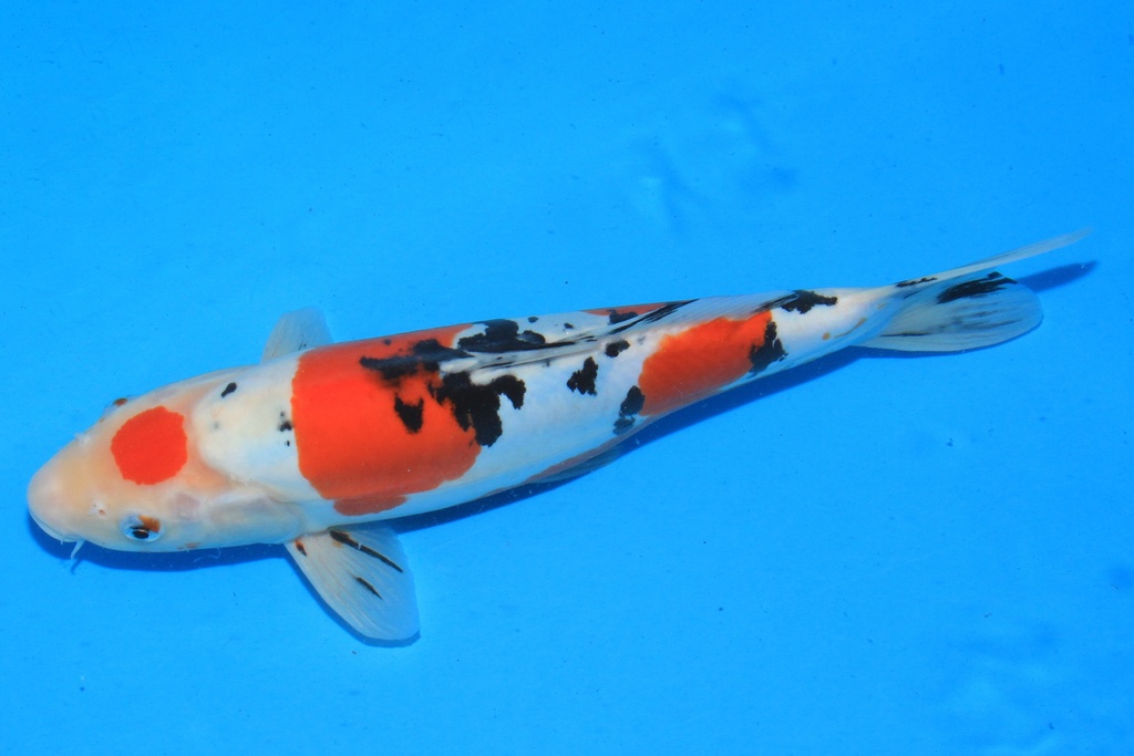 346069 36cm 阪诘产 二才 雌性 C1200 S9下-1.JPG