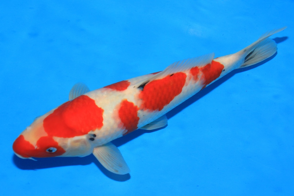 346070 35cm 尾形产 当才 雄性 C1000 S4下-2.JPG