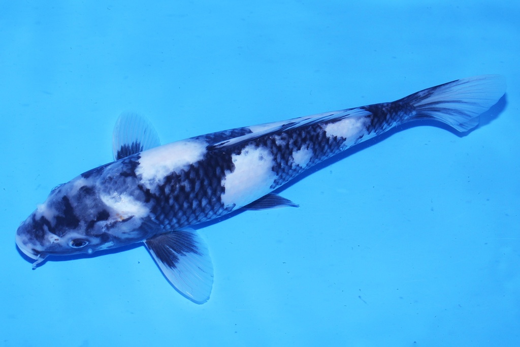 346071 32cm 尾形产 当才 母鱼 C500  P12-2.JPG