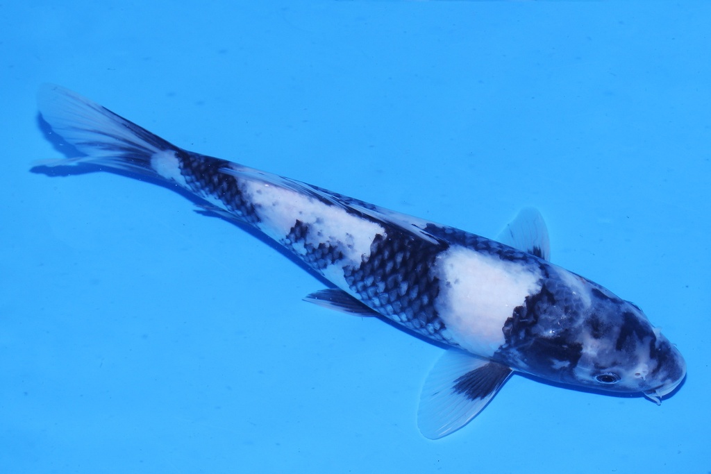 346071 32cm 尾形产 当才 母鱼 C500  P12-1.JPG