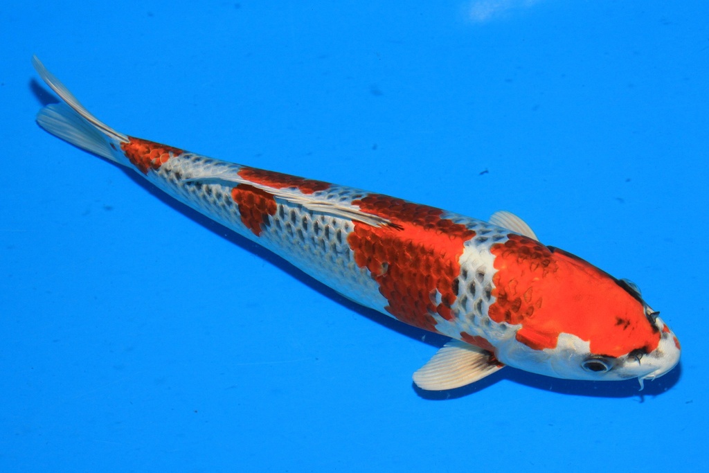 346072 29cm 尾形产 当才 雄性 C1000 S4下-1.JPG