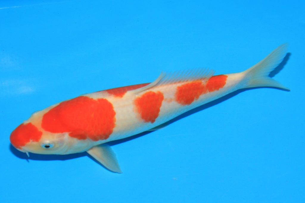 346074 24cm 野上产 当才 公母不详 C100 右4-2.JPG