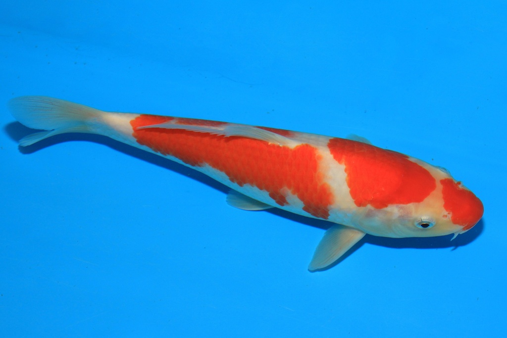 346074 24cm 野上产 当才 公母不详 C100 右4-1.JPG