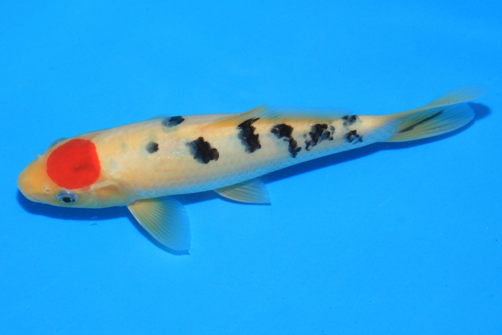 346076 24cm 大石产 当才 公母不详 C350 P7IMG_2263-2.JPG