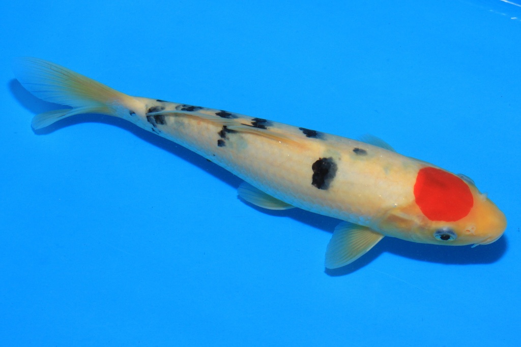 346076 24cm 大石产 当才 公母不详 C350 P7IMG_2263-1.JPG