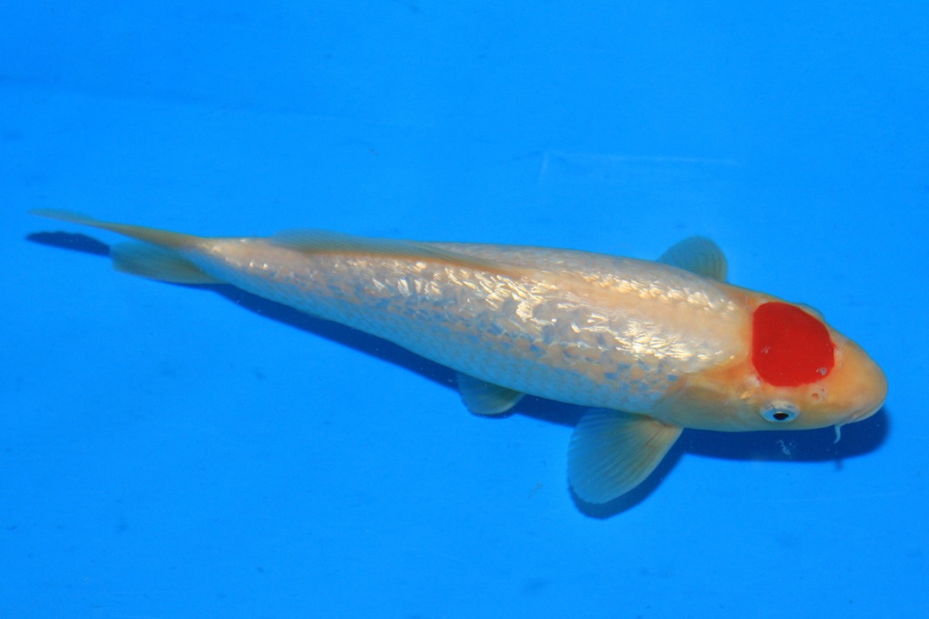 346077 23cm 尾形产 当才 公母不详 C500 S4下IMG_1953-1.JPG