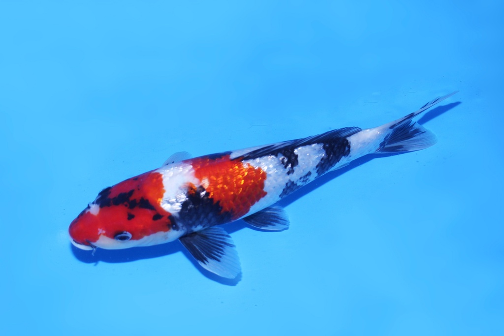 346084 32cm 尾形产 当才母鱼 C500 P12-1.JPG