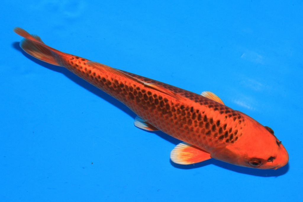 346085 28cm 尾形产 当才 雄性 C300 S4下-1.JPG