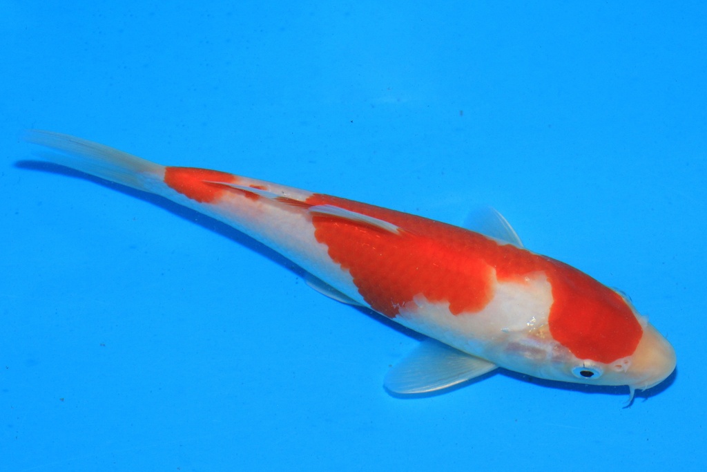 346088 20cm 阪井产 当才 公母不详 C220 P9-1.JPG