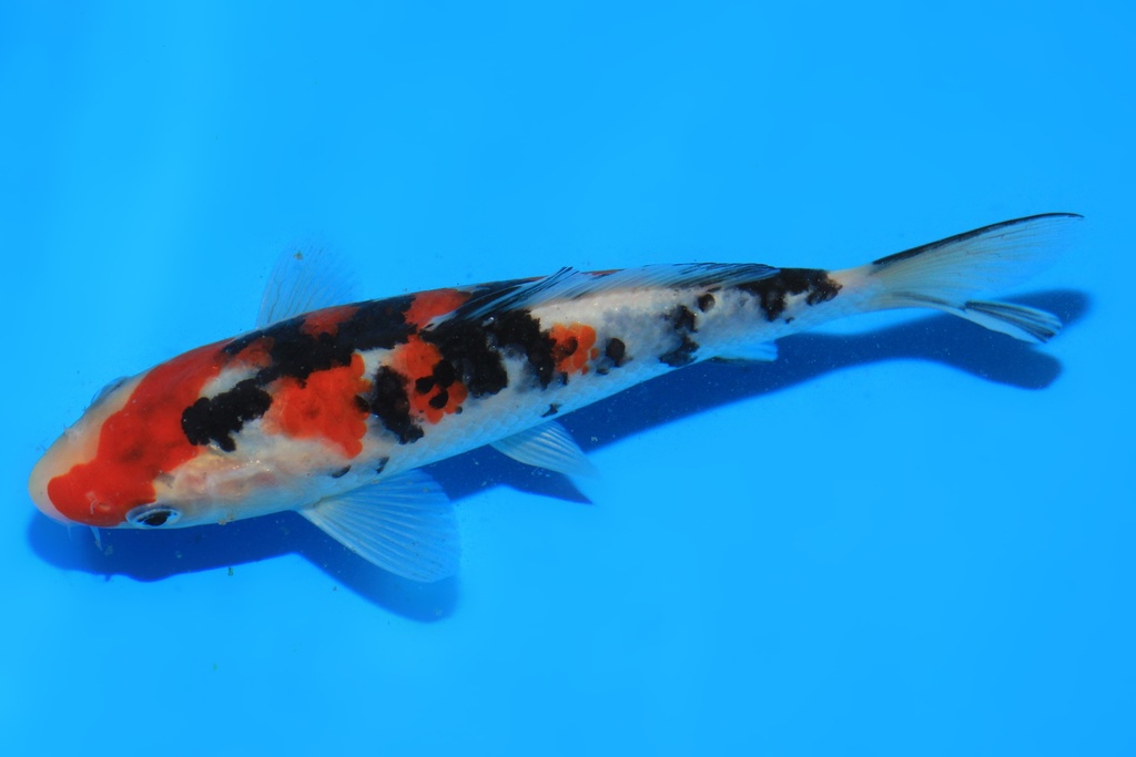 346090 17cm 阪井产 当才 公母不详 C220 P9IMG_2156-2.JPG