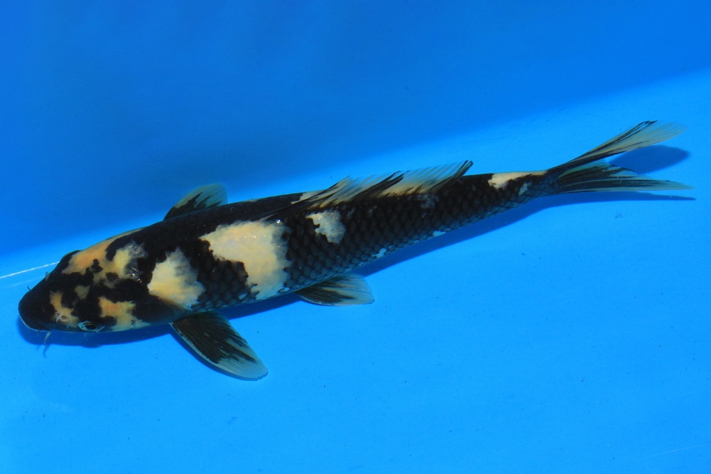 346091 28cm 尾形产 当才 雄性 C300 S7下-1.JPG