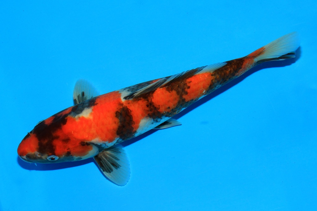 346093 26cm 野山产 当才 公母不详 C100 右4-2.JPG