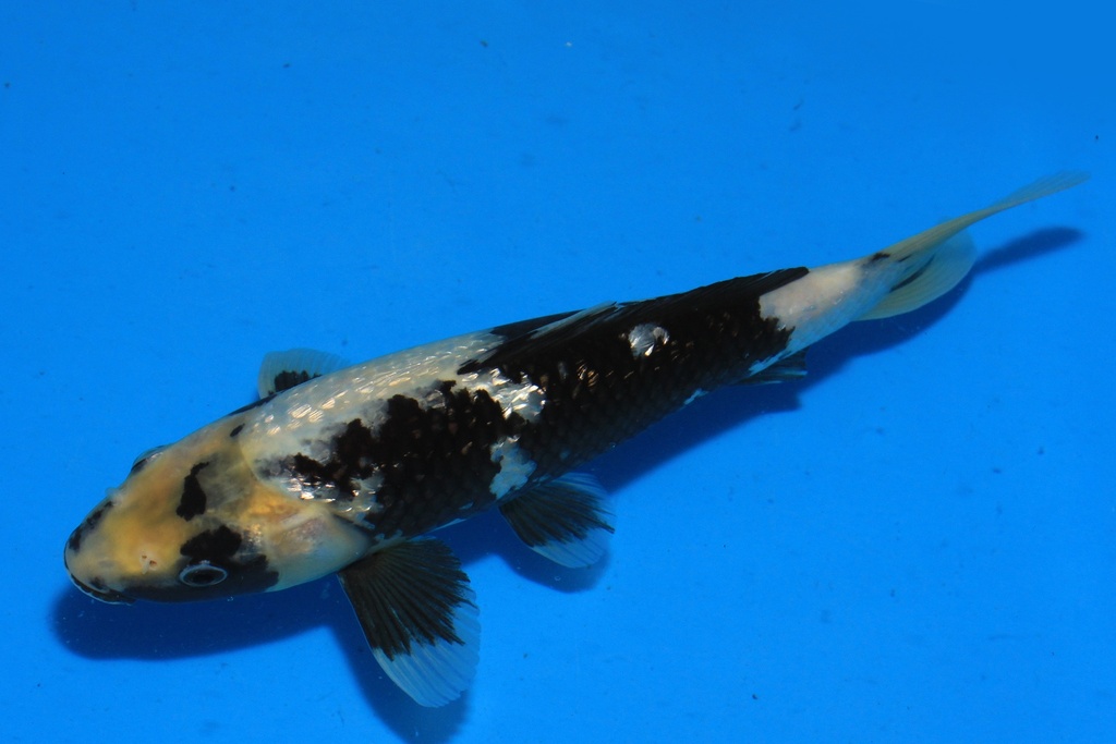 346094 26cm 尾形产 银鳞白写 当才 公母不详 C100 右2IMG_1693-2.JPG