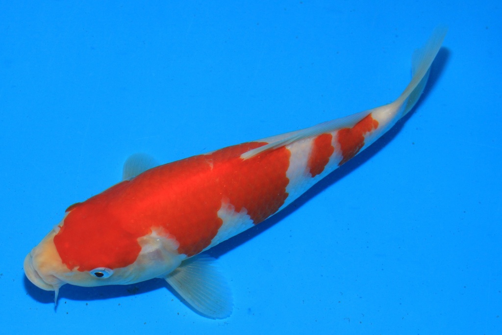 346097 23cm 星金产 当才 公母不详 C173 B4-2.JPG