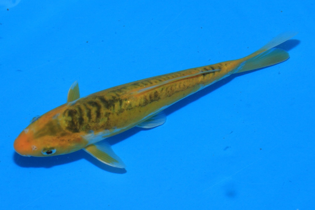 346098 23cm 尾形产 当才 公母不详 C177 右2-2.JPG