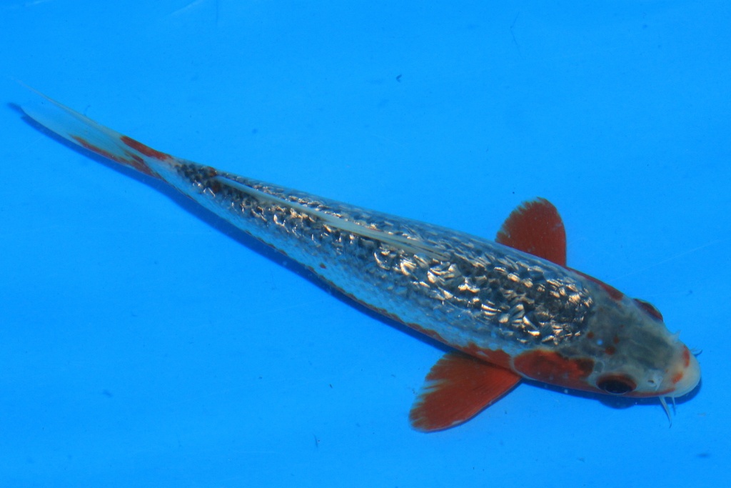 346100 18cm 大家产 当才 公母不详C210 右2-2.JPG