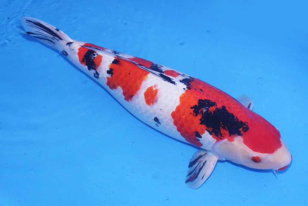 346002  71cm 尾形产 大正 三才 65cm 雌性-2.JPG