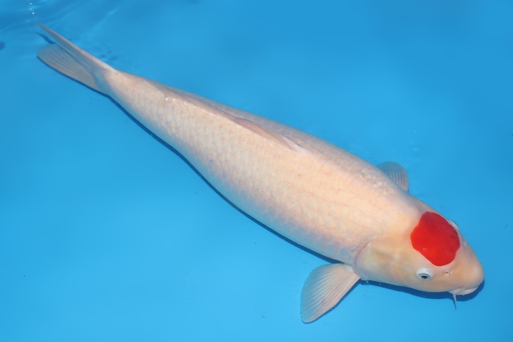 346013 68cm阪井丹顶四才母鱼H2c3000 IMG_4796-2.JPG