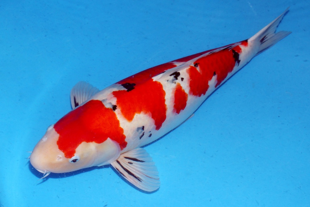 67cm 桃太郎产 四才 雌性美国之梦-b.JPG