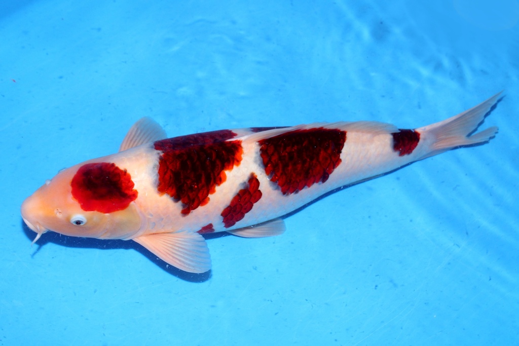 64cm 尾形产 三才 雌性C2-b.JPG