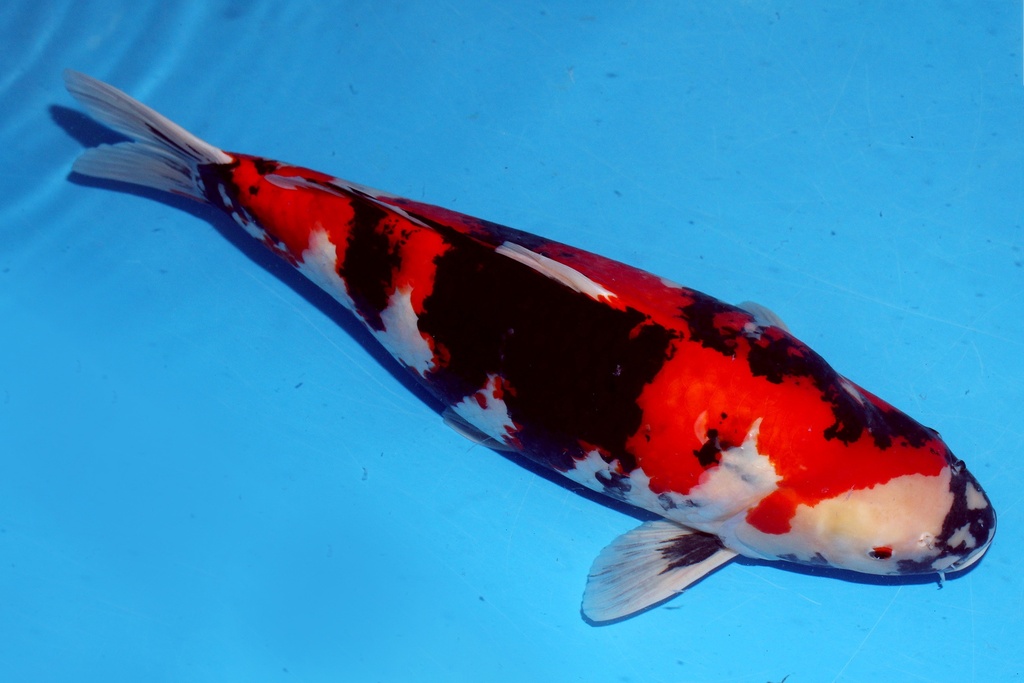 59cm 大日产 四才 雌性花园池-a.JPG