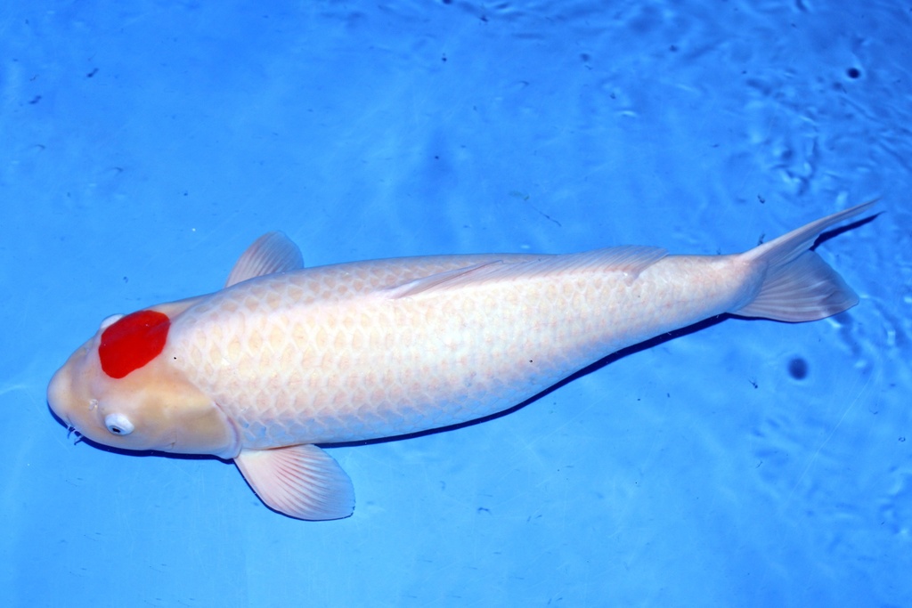 73cm 阪井产  四才 雌性.JPG